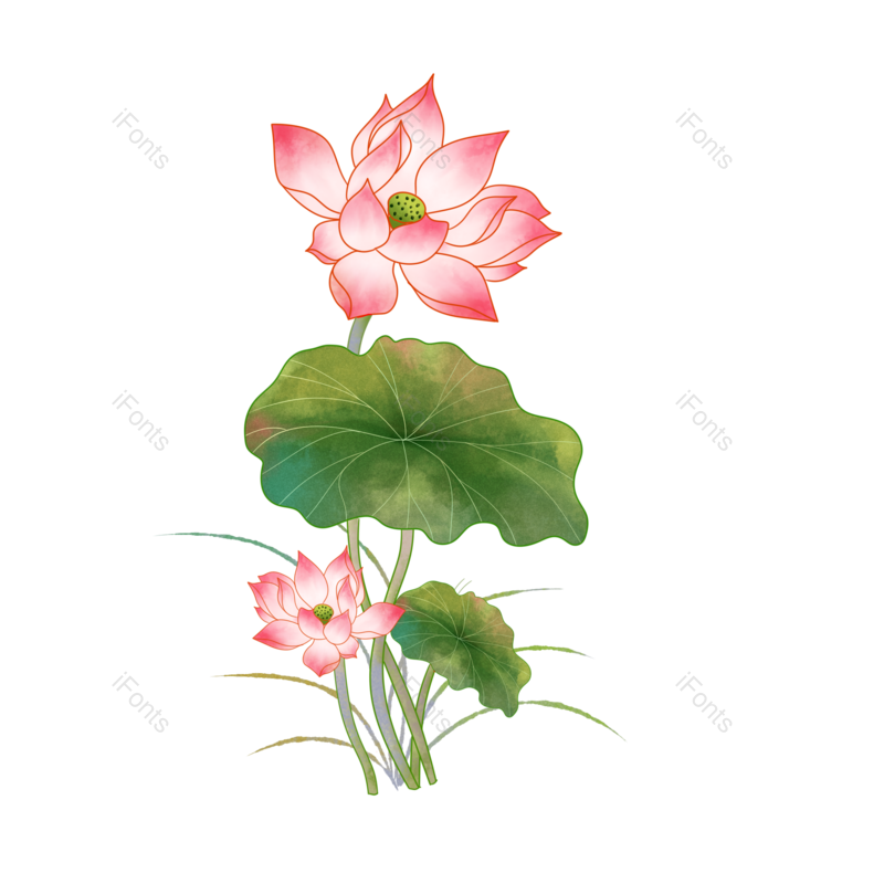 荷花图片,夏天元素,植物PNG,工笔画免抠素材